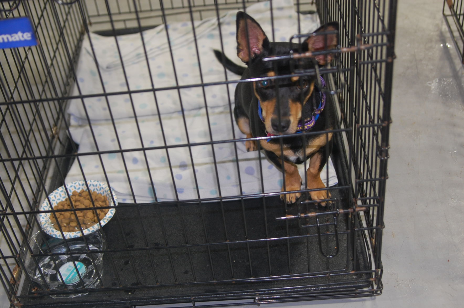 Piedmont animal rescue (8).JPG